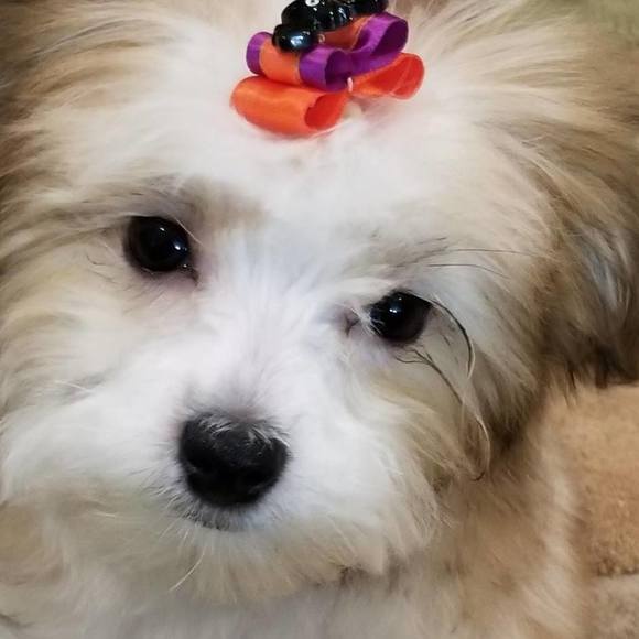 Meet your Posher, Anne - Picture 1 of 1